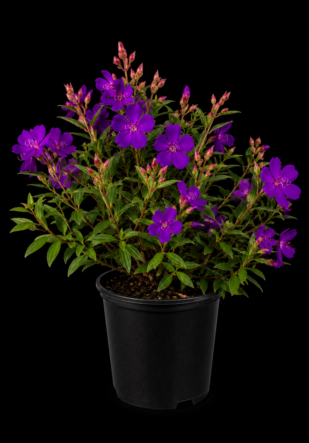 Tibouchina granulosa (Purple Glory Bush)