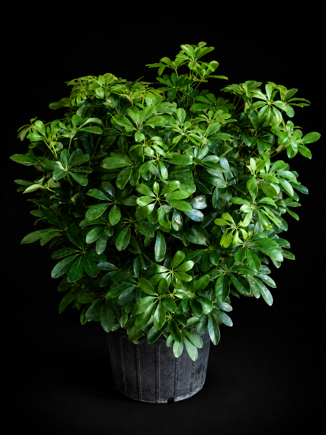 Arboricola Green