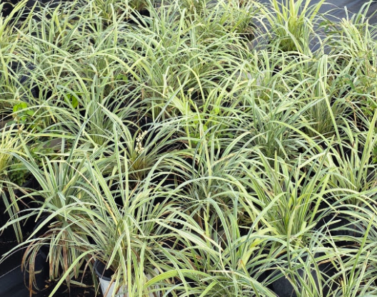 Aztec Grass.png