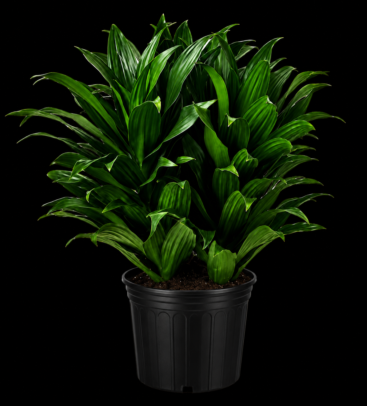 Dracaena 'Janet Craig'