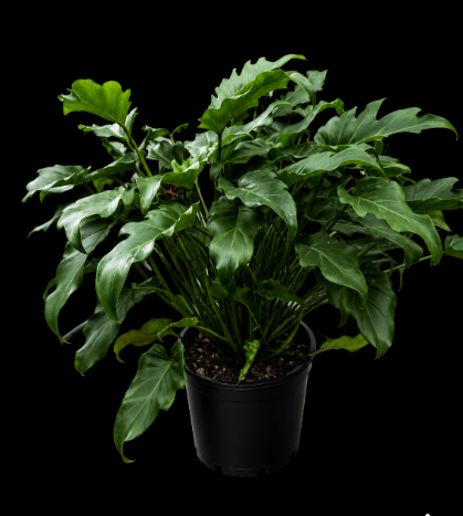Philodendron Xanadu