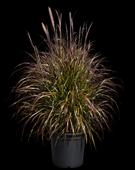 Red Fountain Grass
