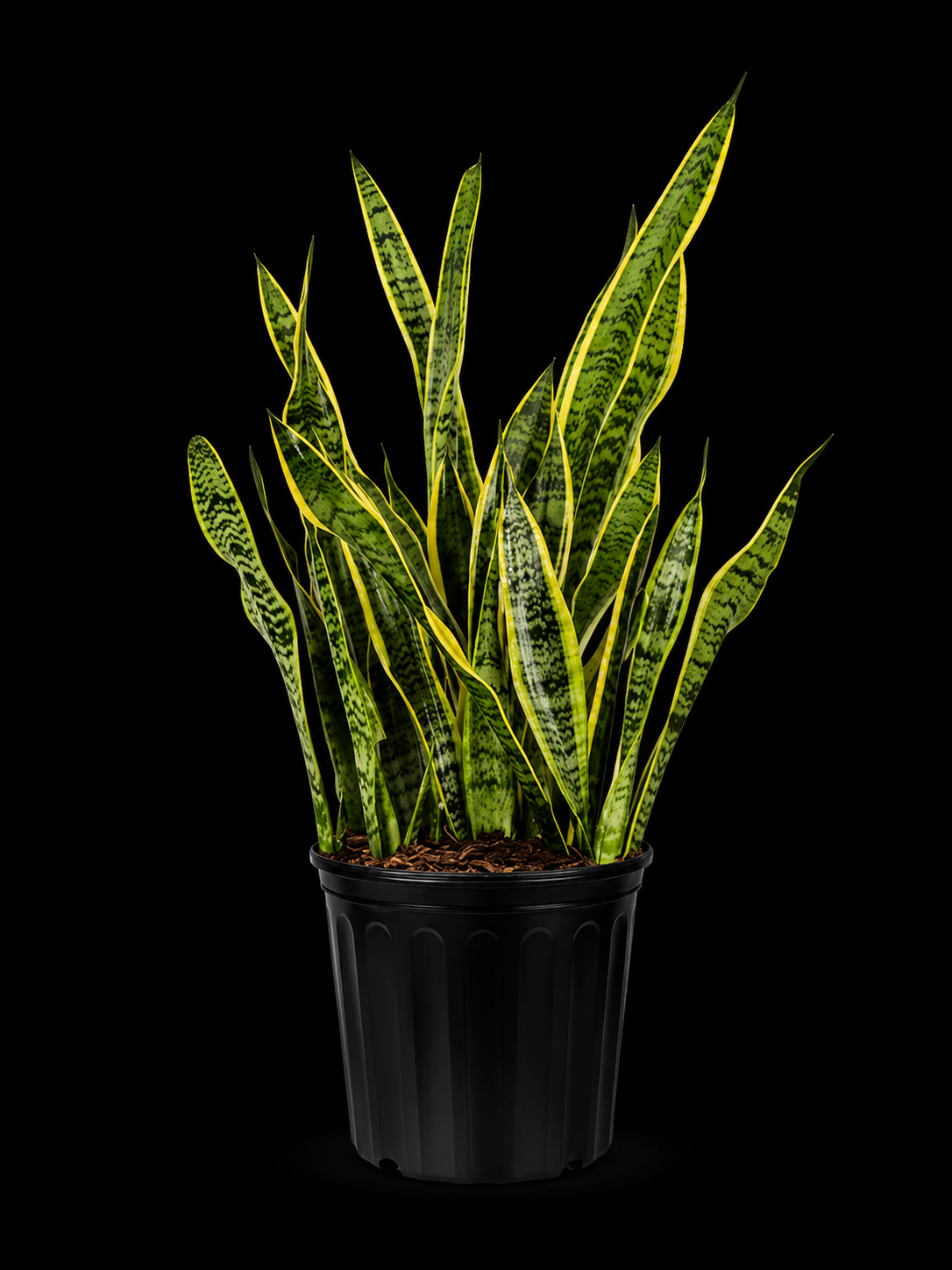 Sansevieria trifasciata 'Laurentii'