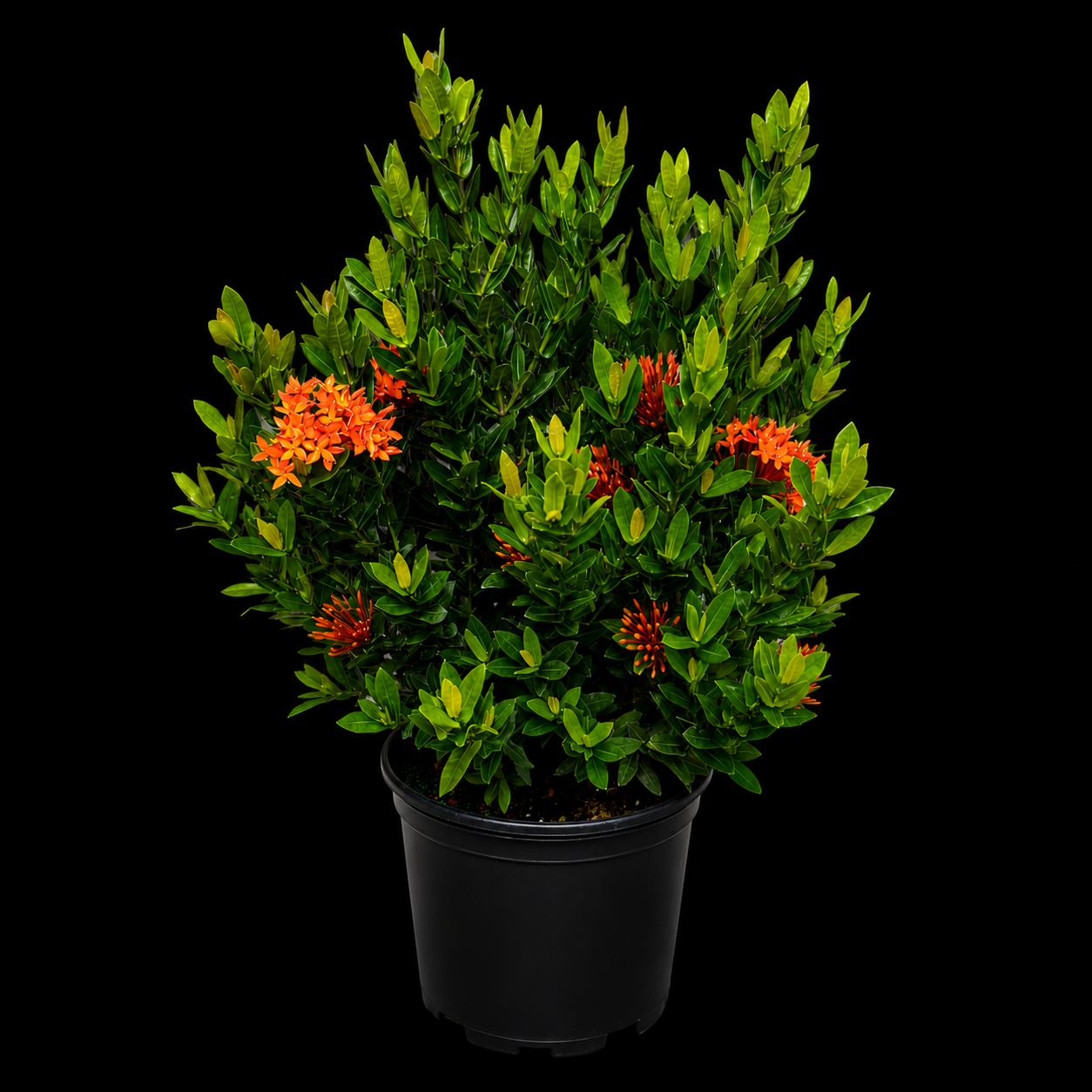 Ixora taiwanensis 'Dwarf Red'