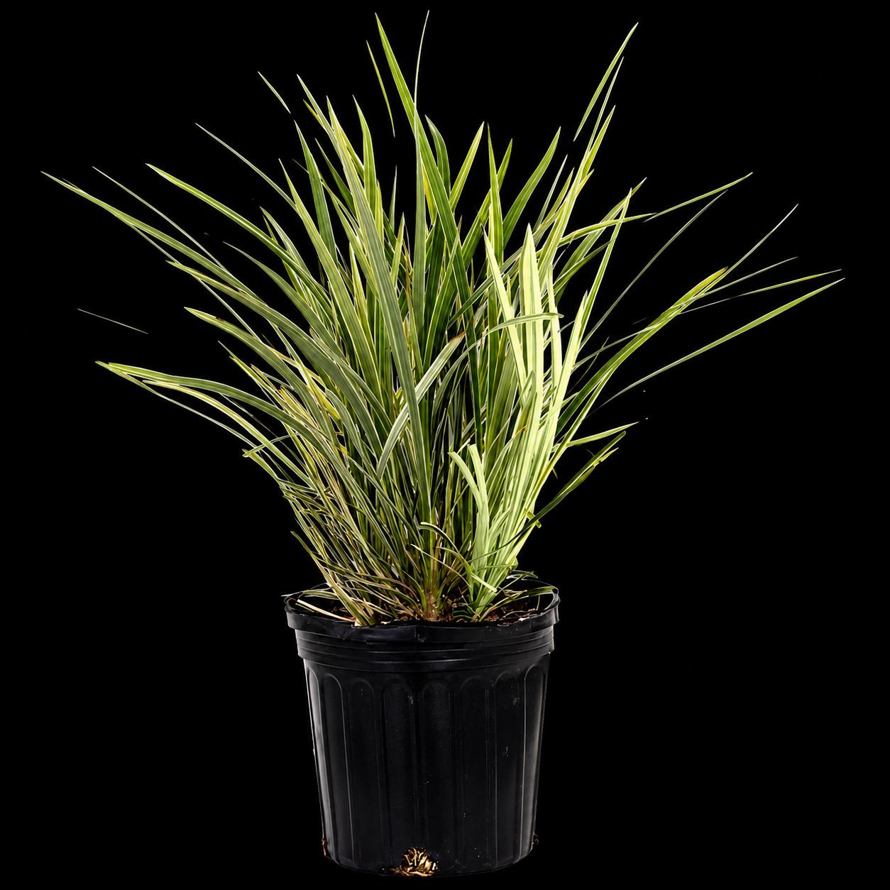 Aztec Grass