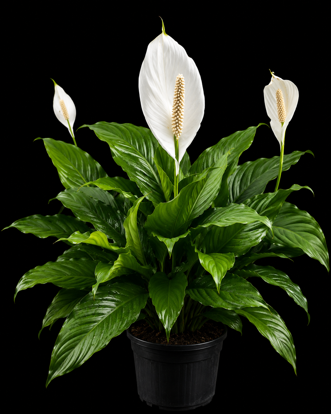 Spathiphyllum 'Peace Lily'
