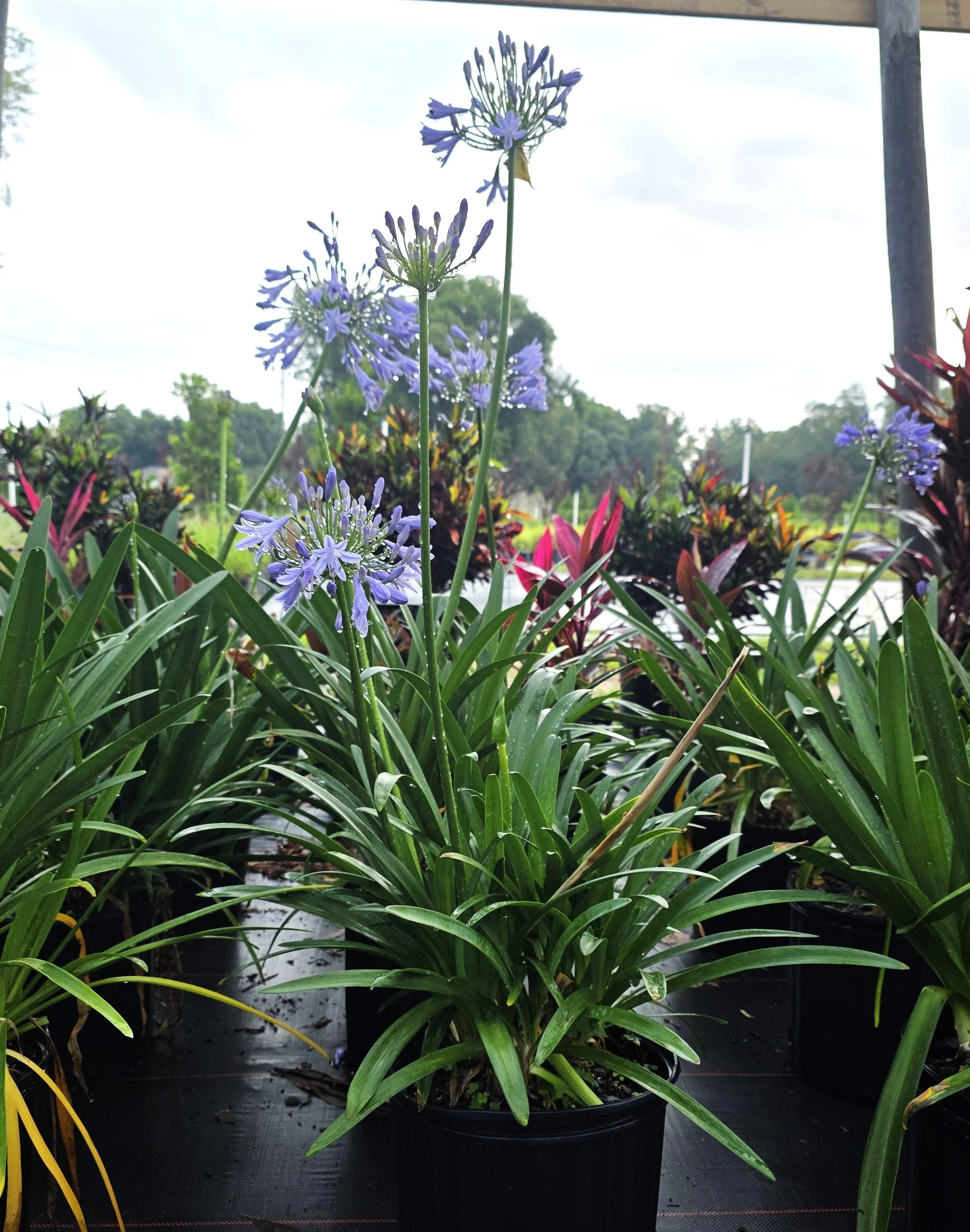 AGAPANTHUS.jpg