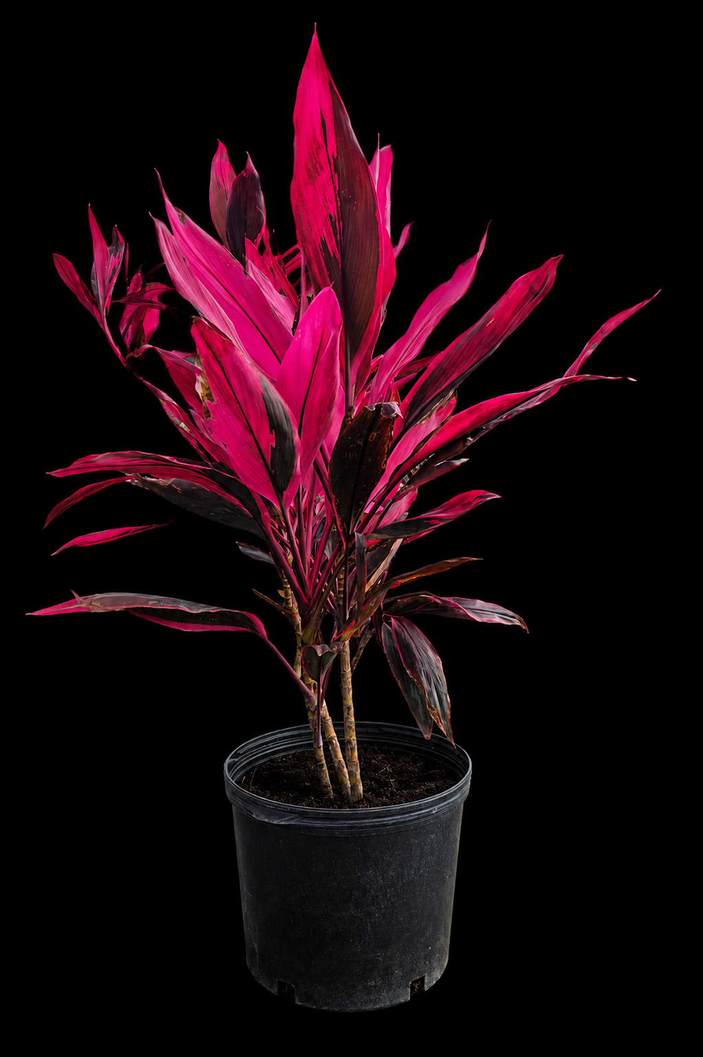 Cordyline Red Sister