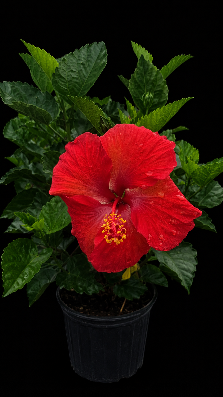 Tropical Hibiscus (Hibiscus rosa-sinensis)