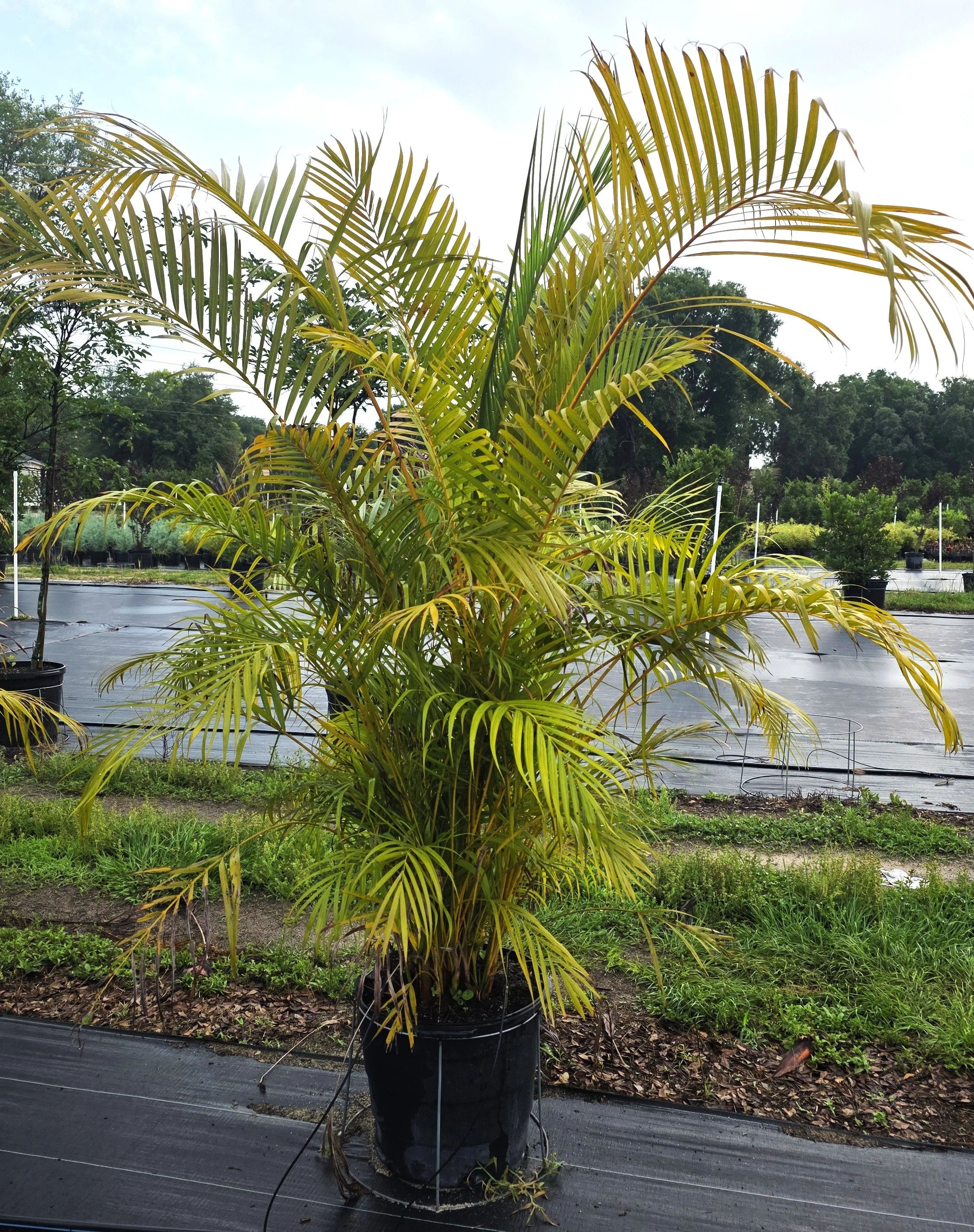 Areca Palm (2).jpg