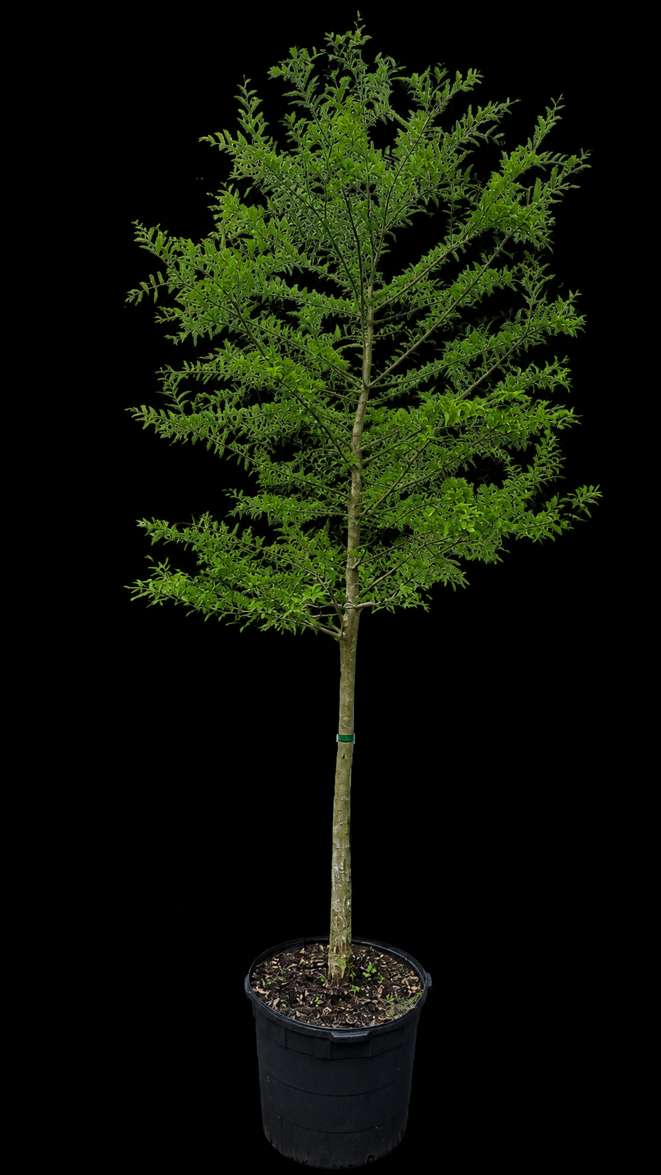 Taxodium distichum 'Bald Cypress'