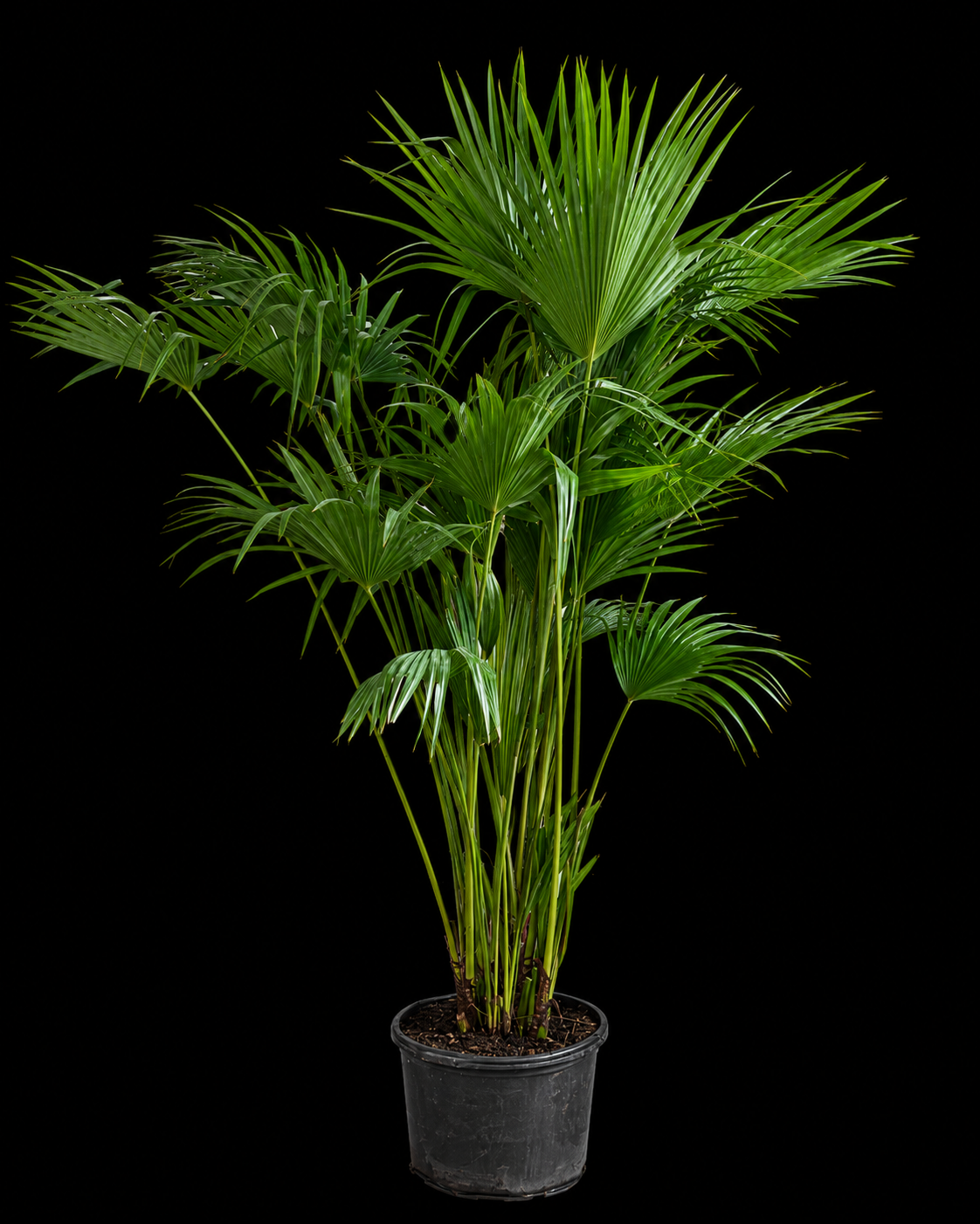 Chinese Fan Palm (Livistona chinensis)