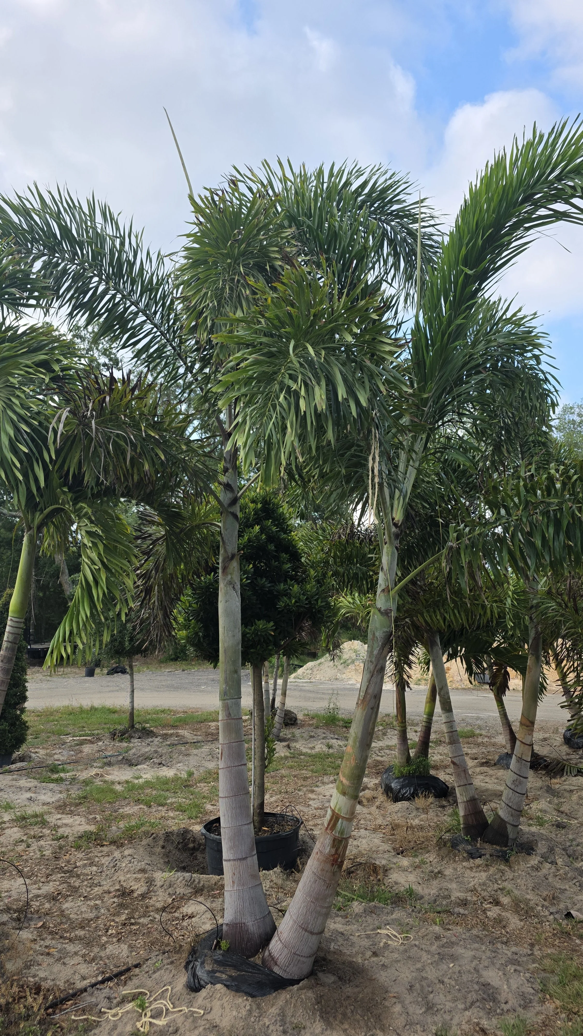 Foxtail Palm Double.jpg