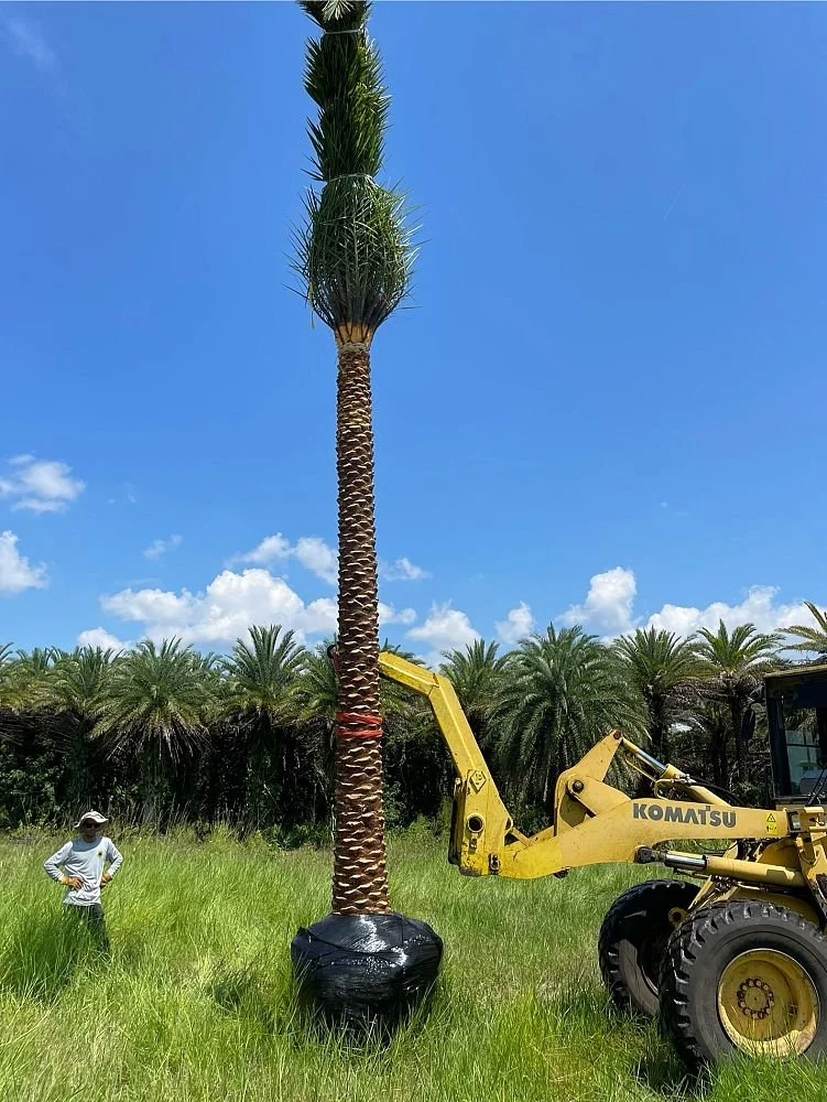 phoenix-sylvestris-sylvester-date-palm-silver-date-palm-wild-date-palm-1003654913-1009508-1723682677-238806.jpg