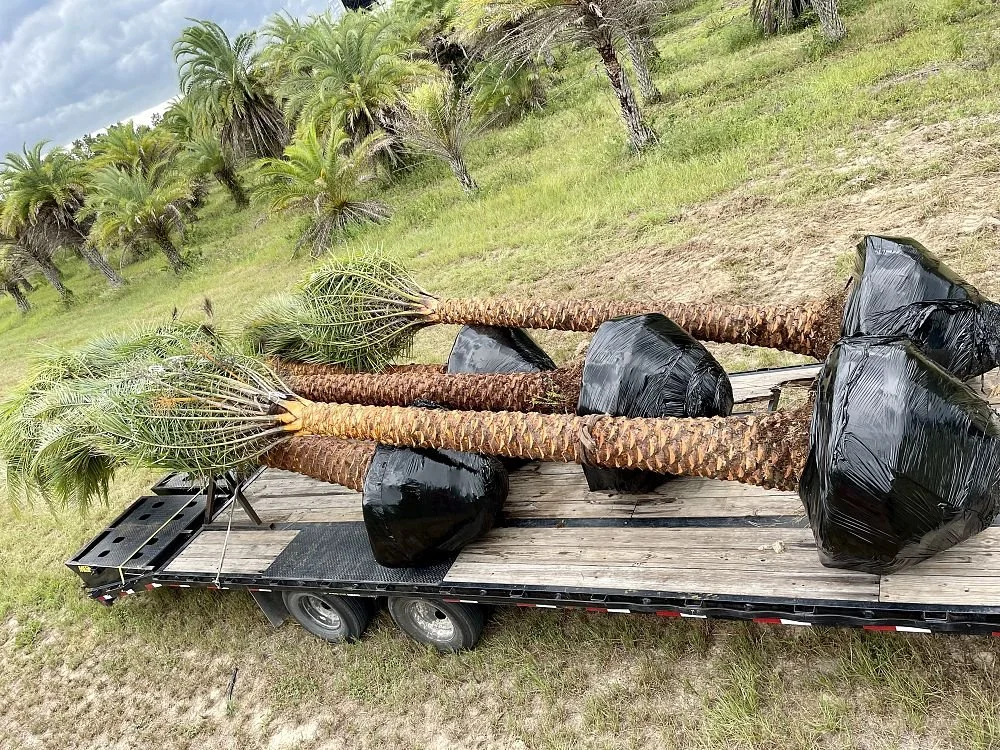 phoenix-sylvestris-sylvester-date-palm-silver-date-palm-wild-date-palm-1002992061-1009508-1661046766-76823.jpg