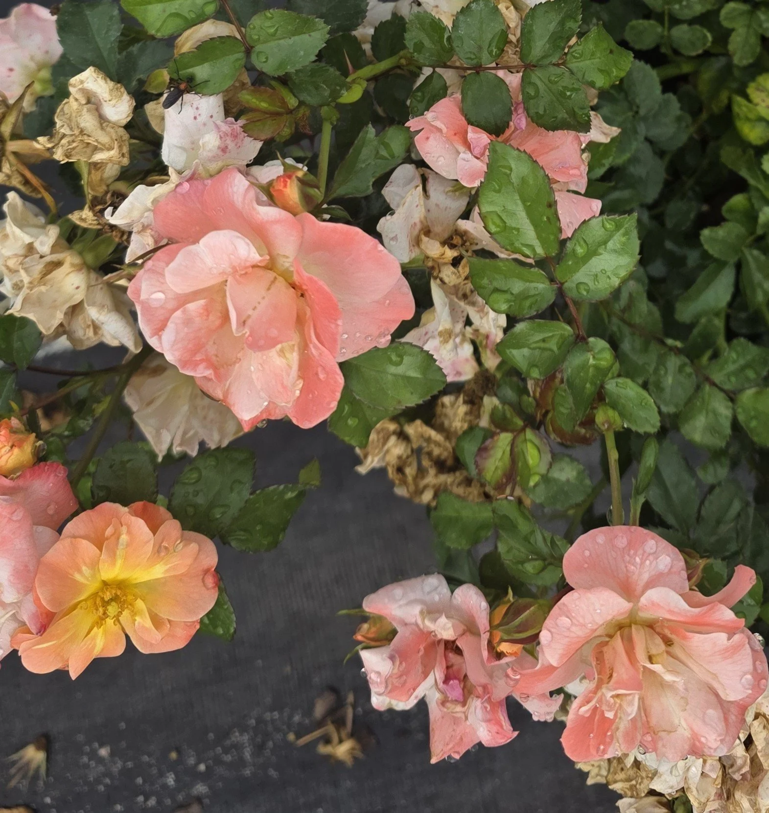 Drift Rose - Peach.jpg