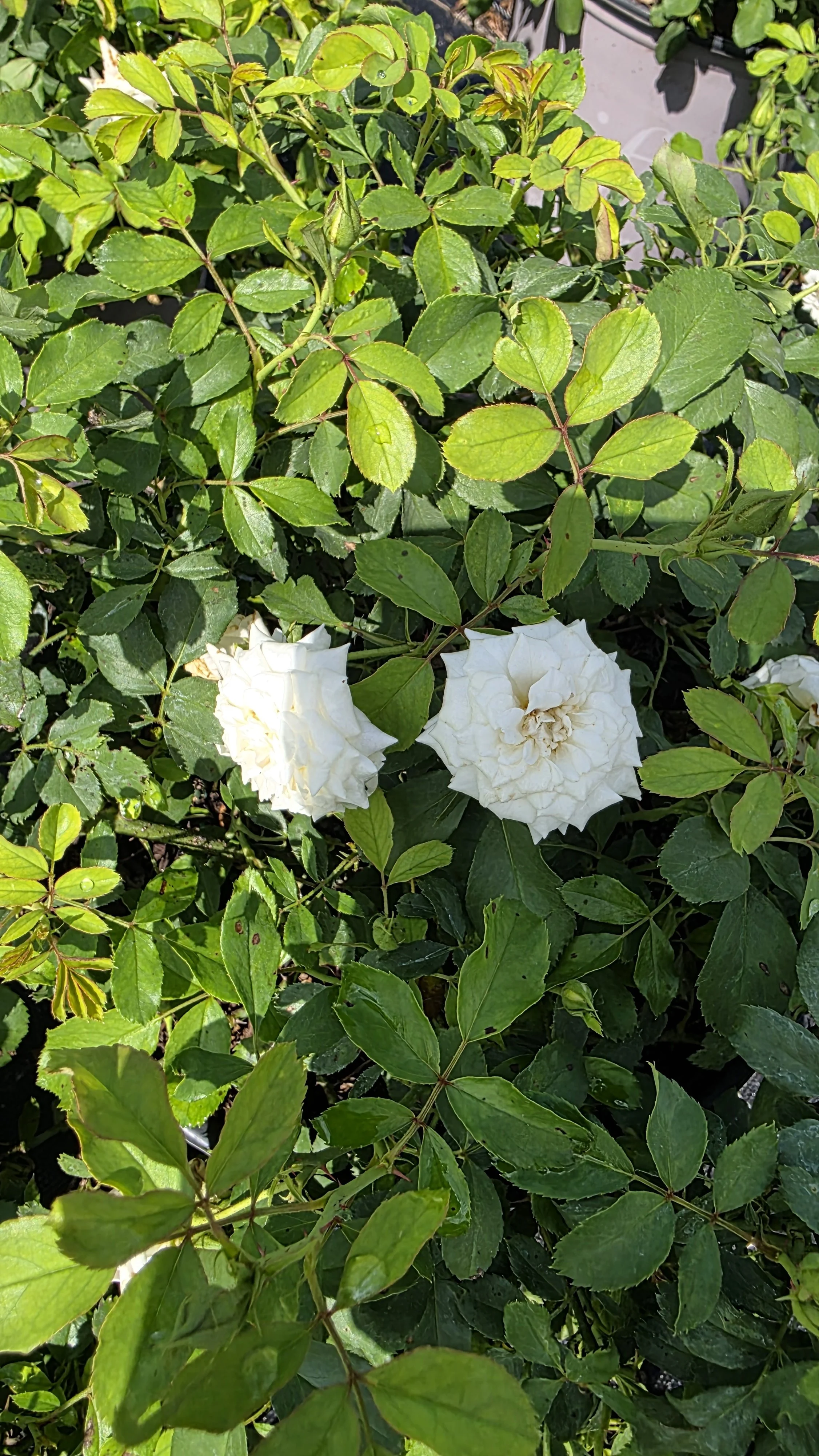 Drift Rose - White.jpg