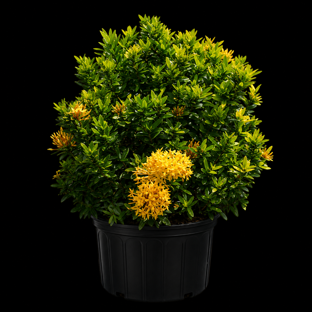Ixora taiwanensis 'Dwarf Yellow'