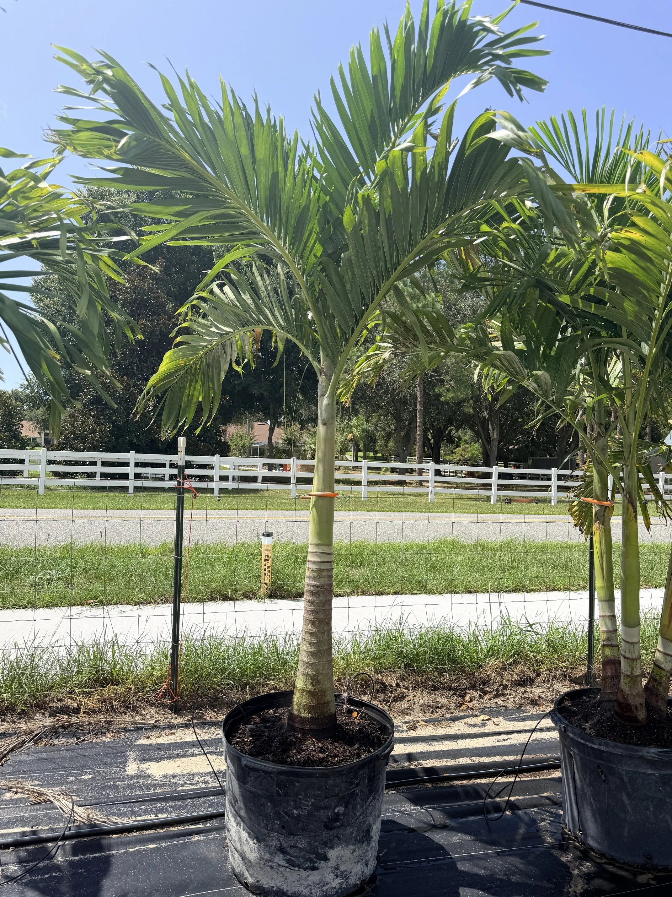 Christmas Palm Single.JPG