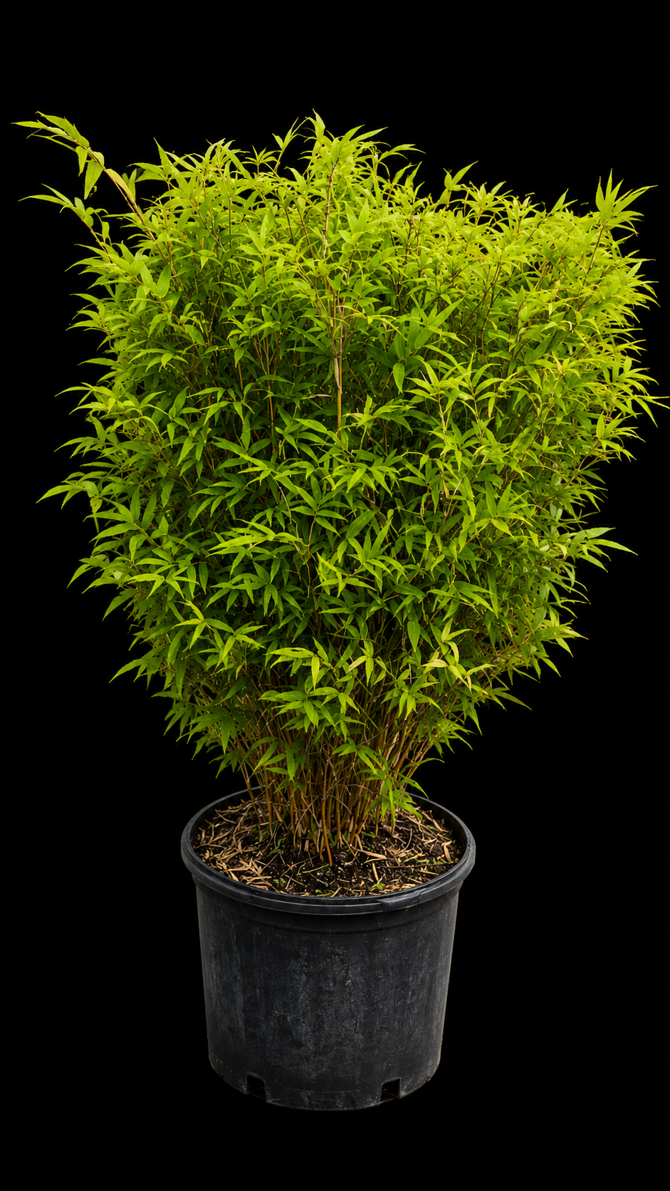 Fern Leaf Bamboo