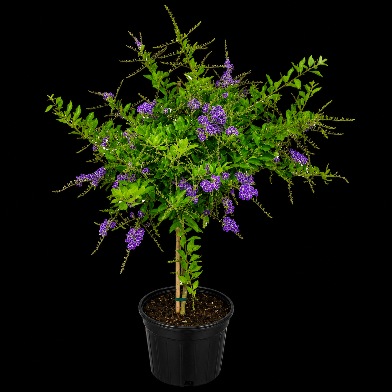 Duranta erecta 'Sapphire Showers' STND