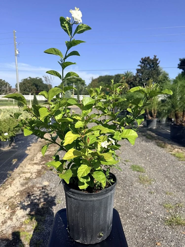 jasminum-sambac-arabian-jasmine-sambac-jasmine-1004573403-1009508-1787927229-906005.jpg