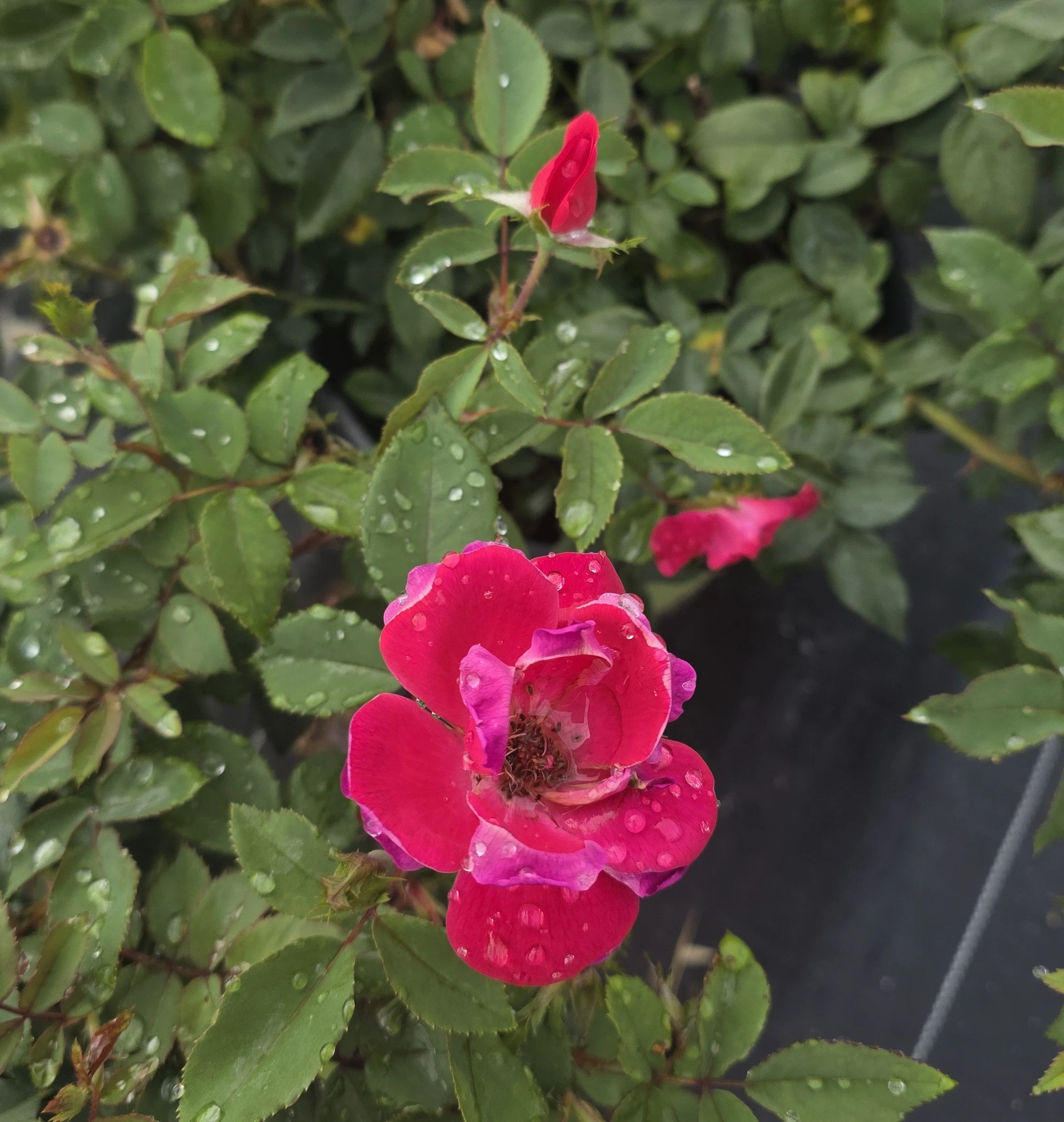 KO Rose - Double Red (2).jpg