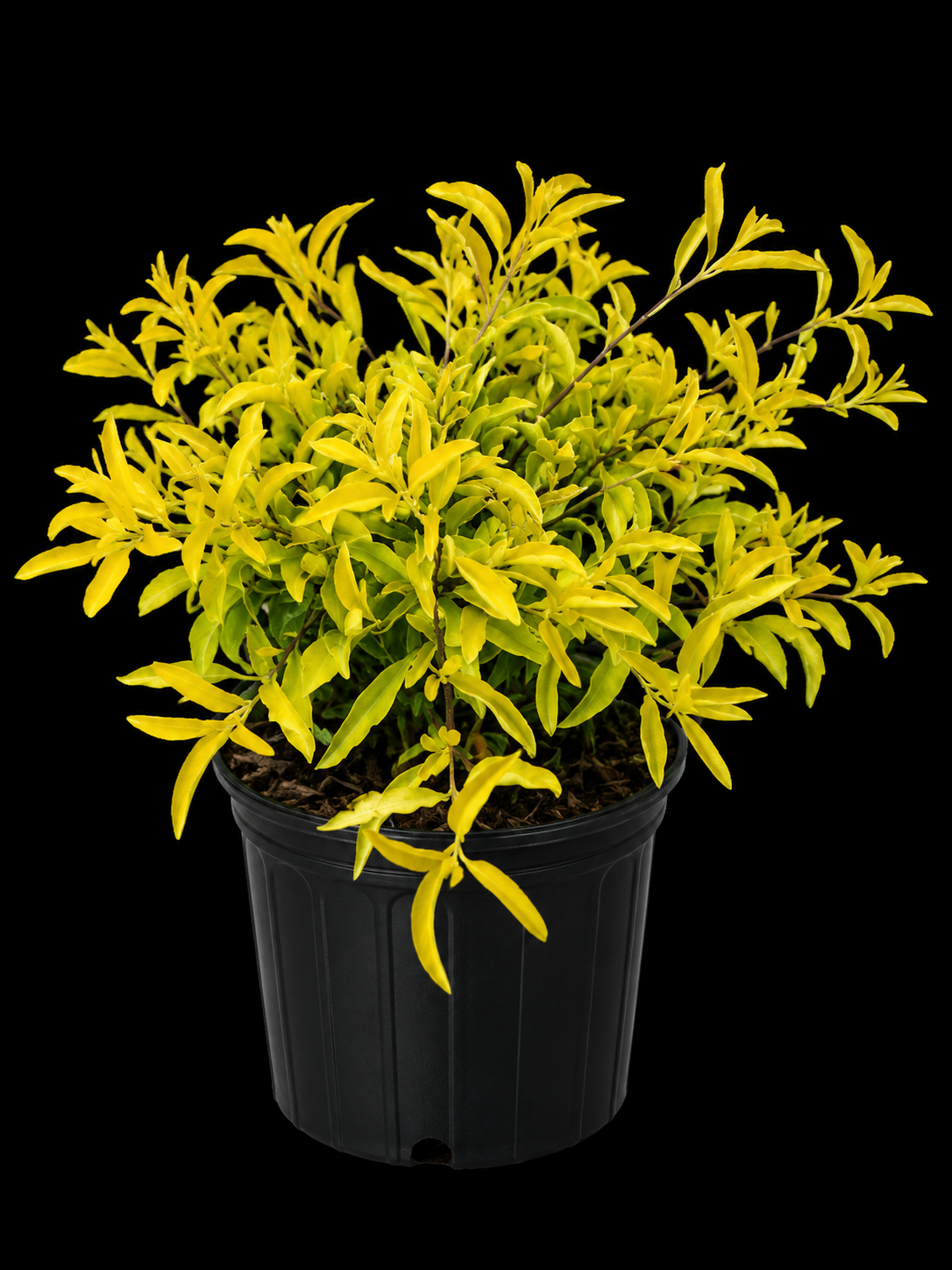 Duranta erecta 'Goldmound'