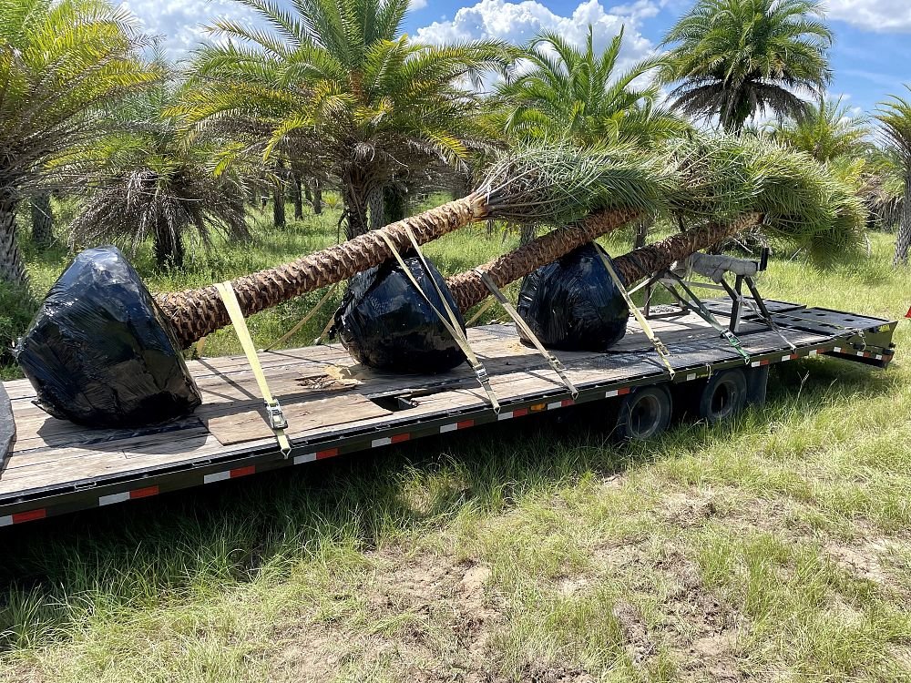 phoenix-sylvestris-sylvester-date-palm-silver-date-palm-wild-date-palm-1002992061-1009508-1661046808-965831.jpg