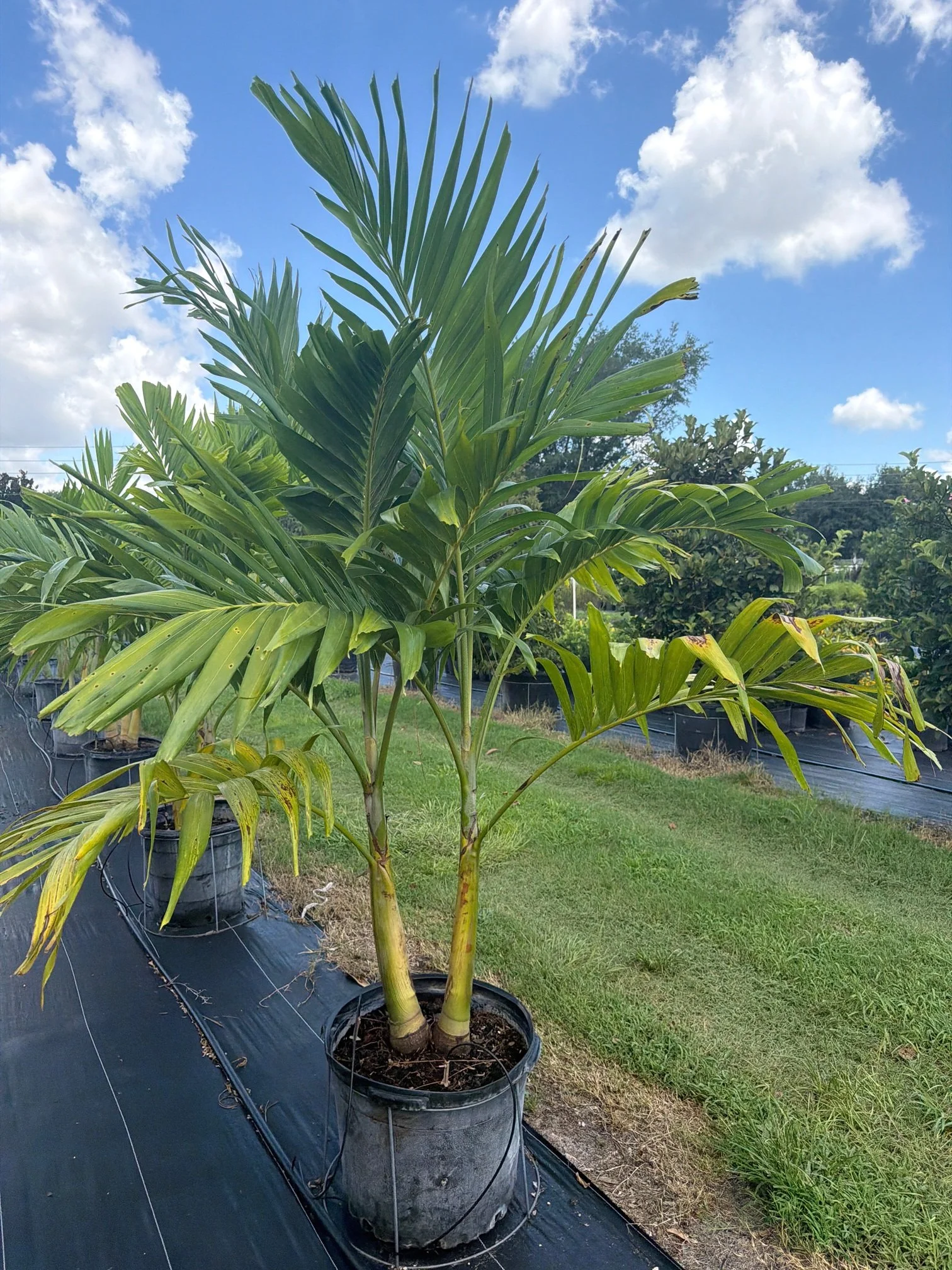 Christmas Palm - Double.JPG