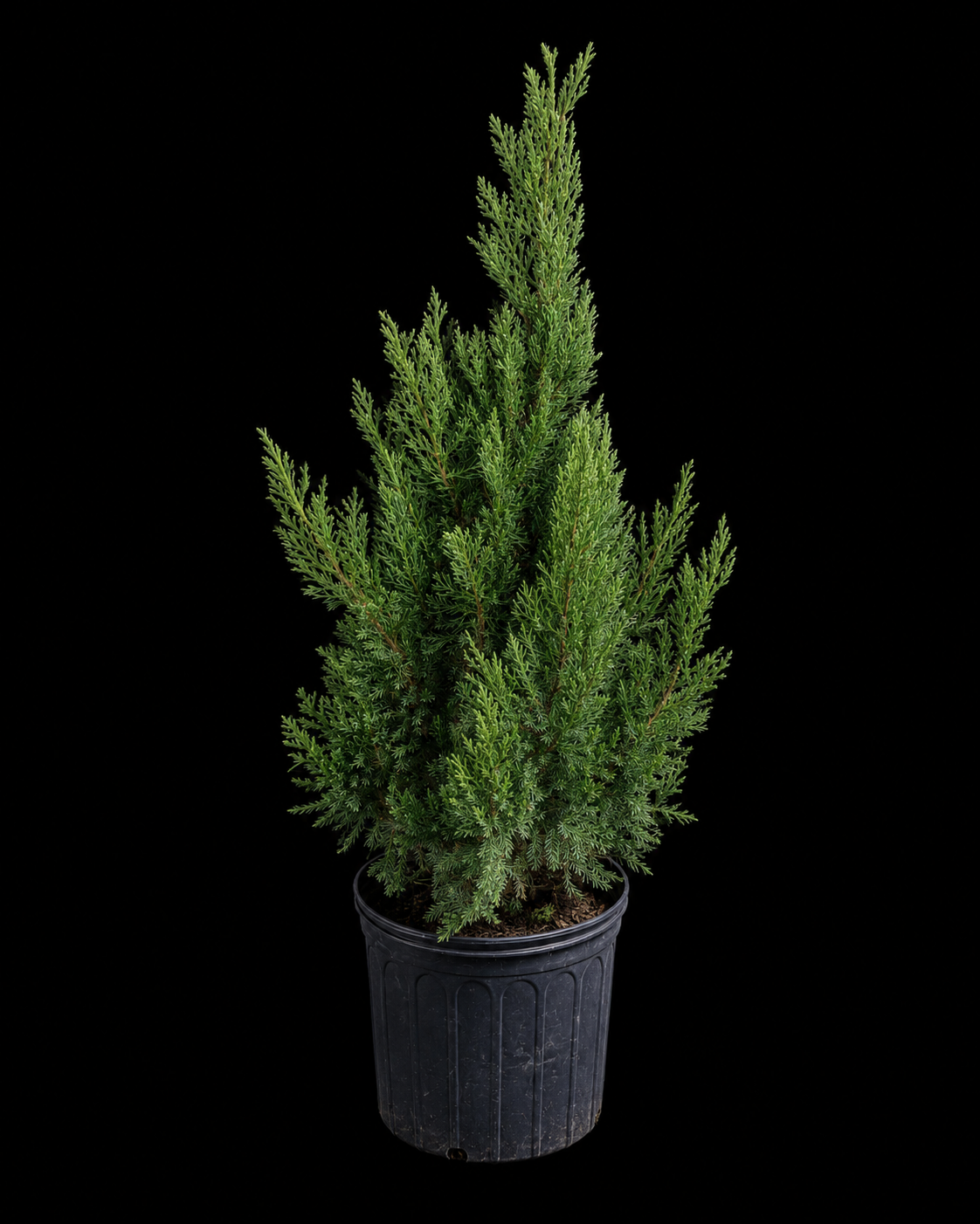 Blue Point Juniper