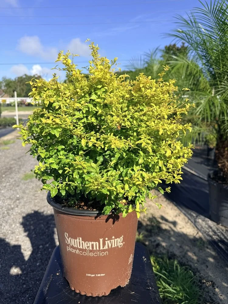 ligustrum-sinense-sunshine-sunshine-ligustrum-1004599714-1009508-1788274611-506807.jpg