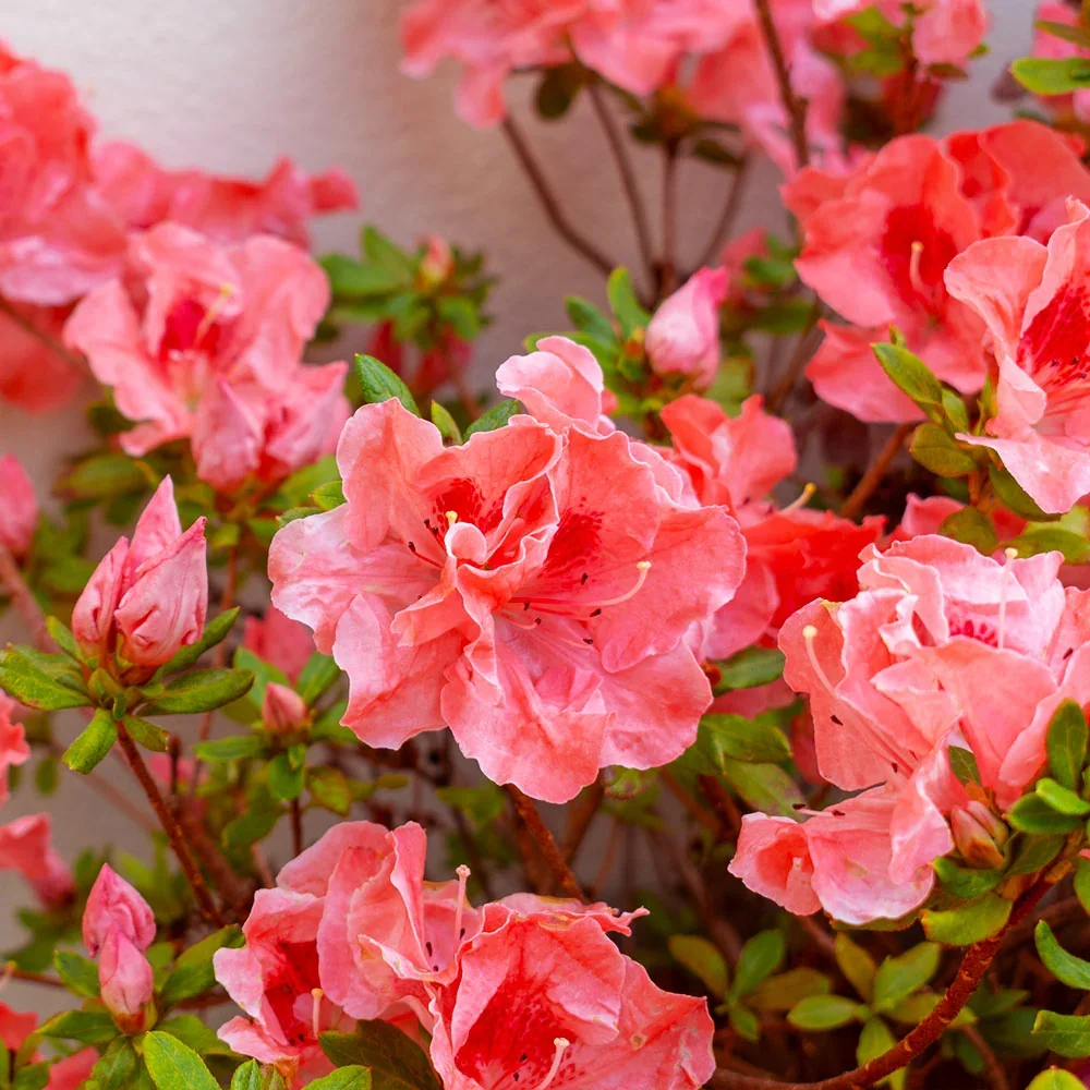 Fashion-Azalea_2.webp