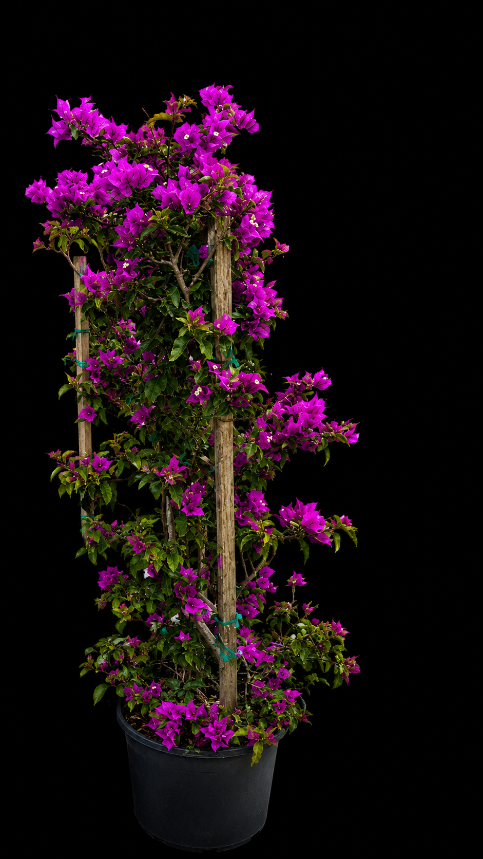Bougainvillea