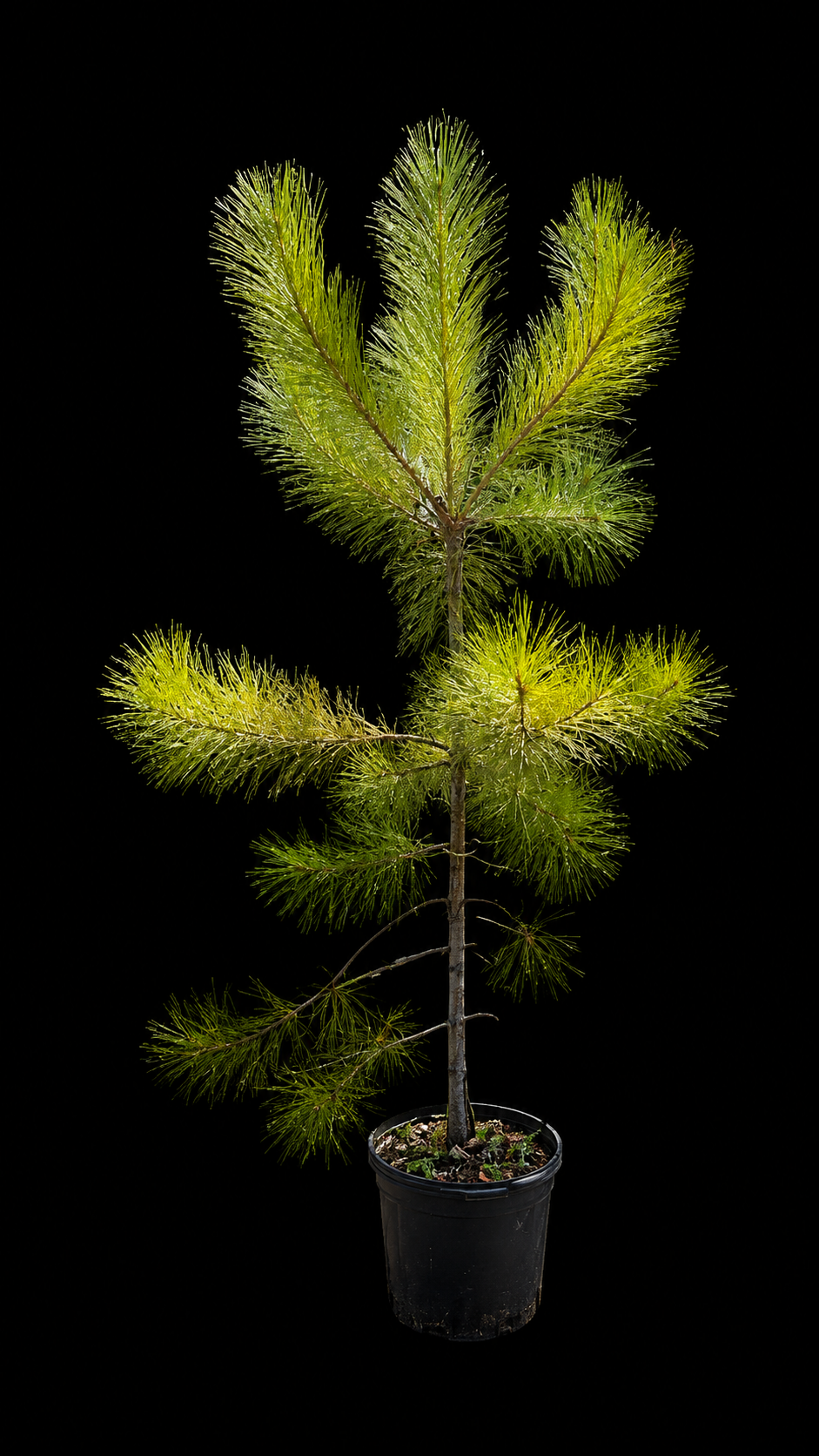 Slash Pine