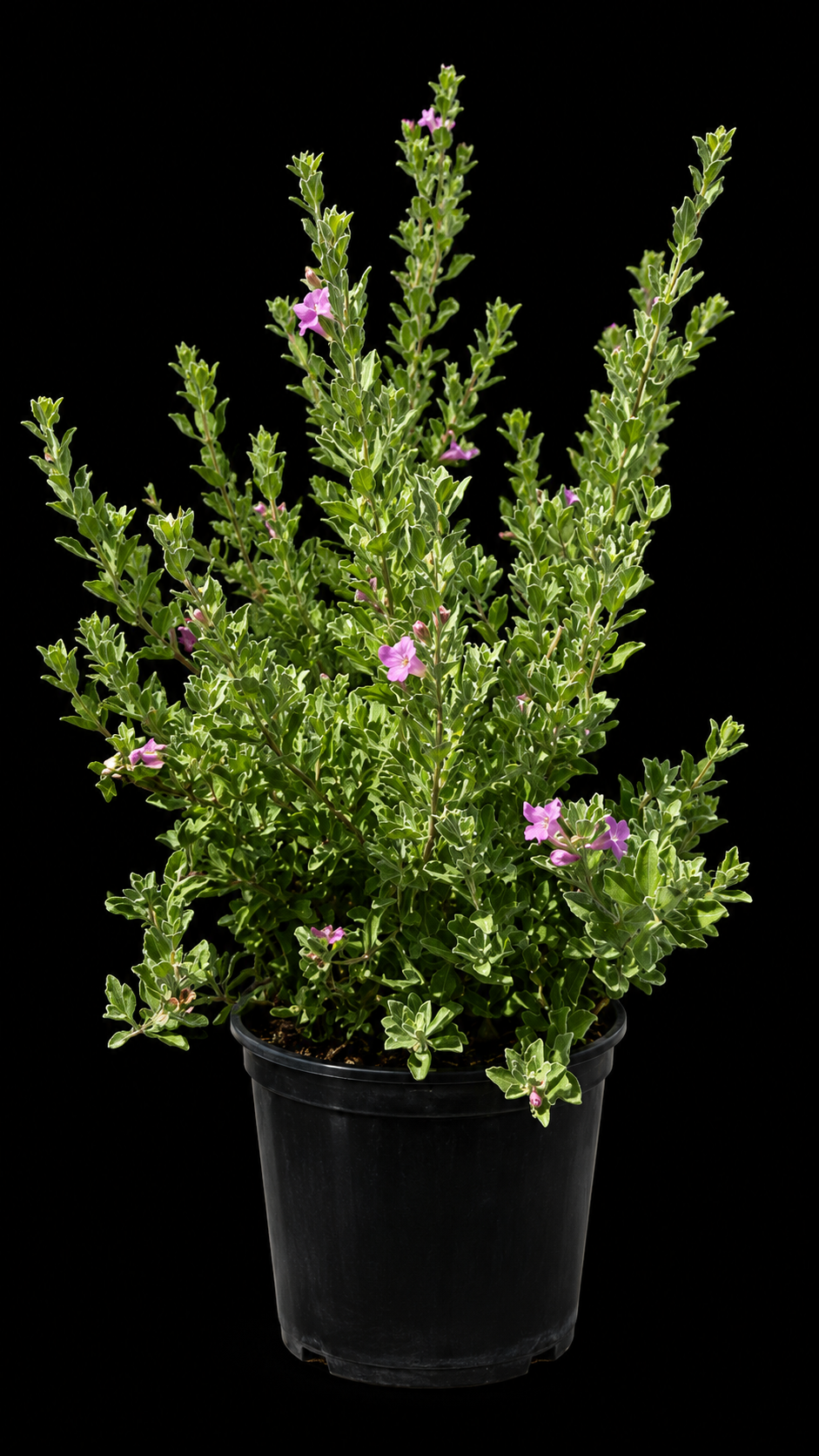 Texas Sage (Leucophyllum frutescens)