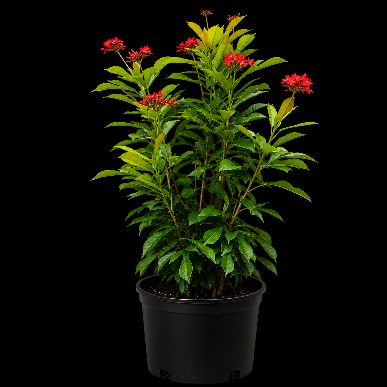 Jatropha Bush