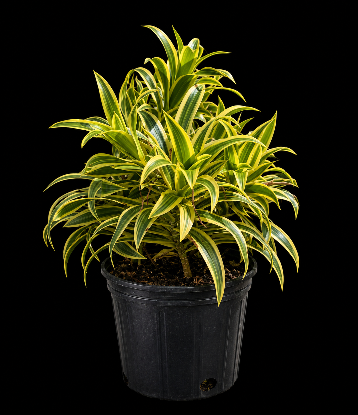 Dracaena reflexa 'Song of India'