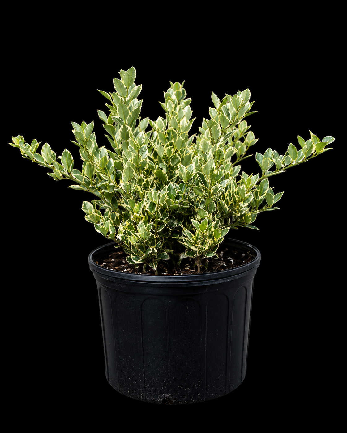 Ligustrum 'Jack Frost'