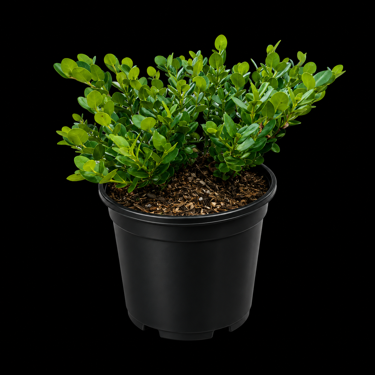 Carissa macrocarpa 'Emerald Blanket'