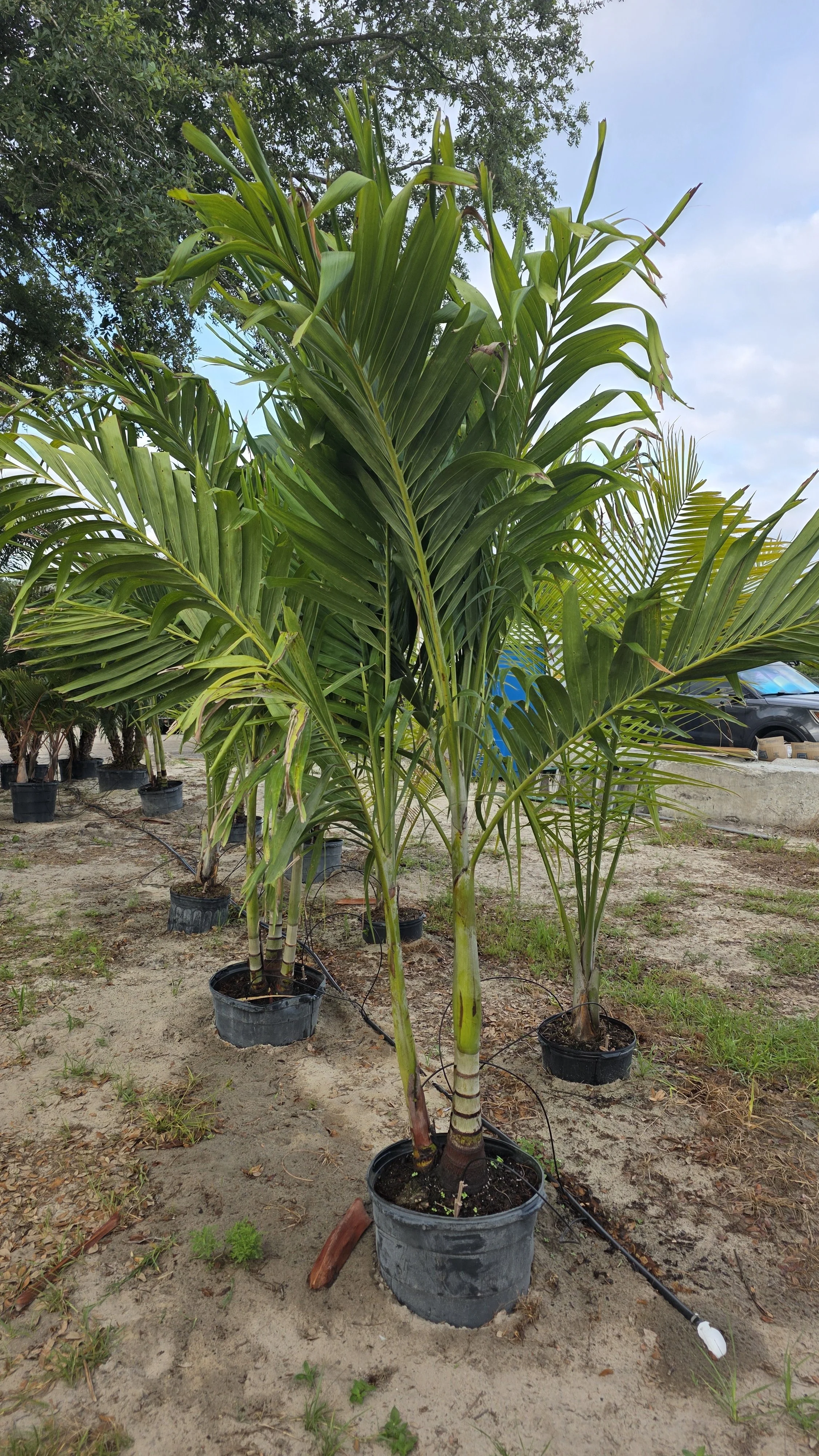 Christmas Palm double small.jpg