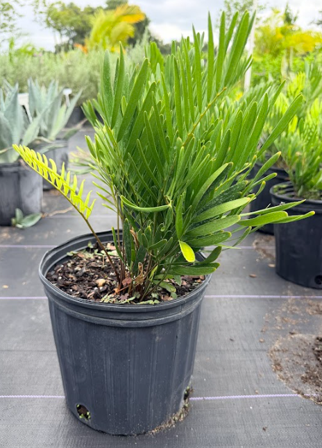 Coontie Palm.png