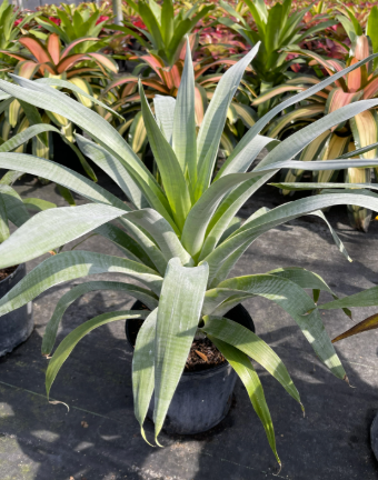 Bromeliad Alcantarea 'Odorata'.png