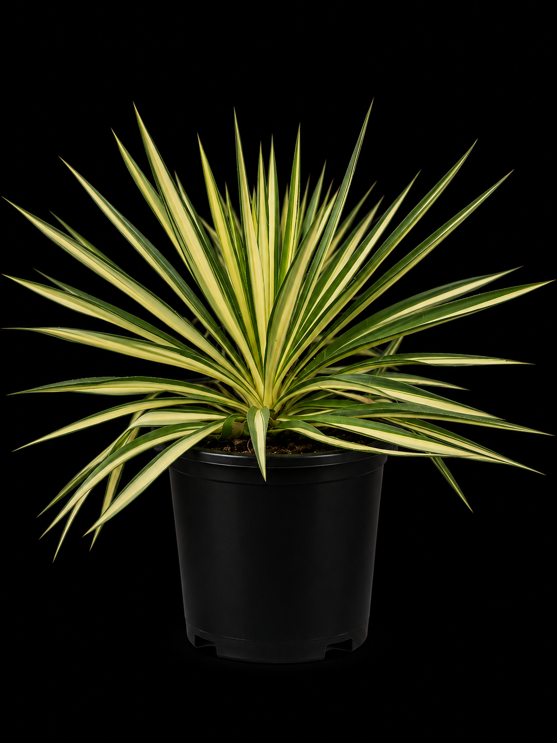 Yucca 'Color Guard'