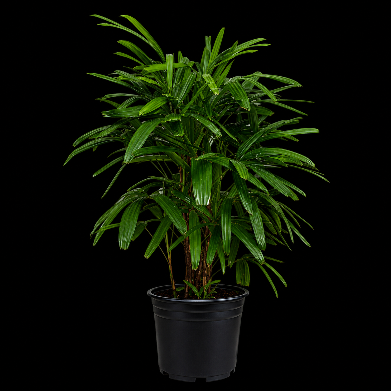 Lady Palm (Rhapis excelsa)