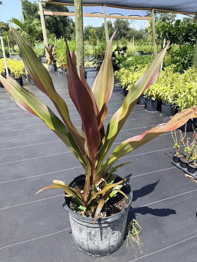 Crinum Lily Queen Emma.jpg