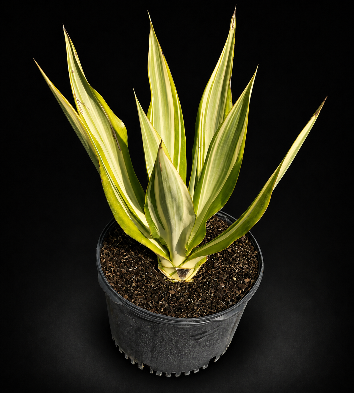 Agave False 'Furcraea'