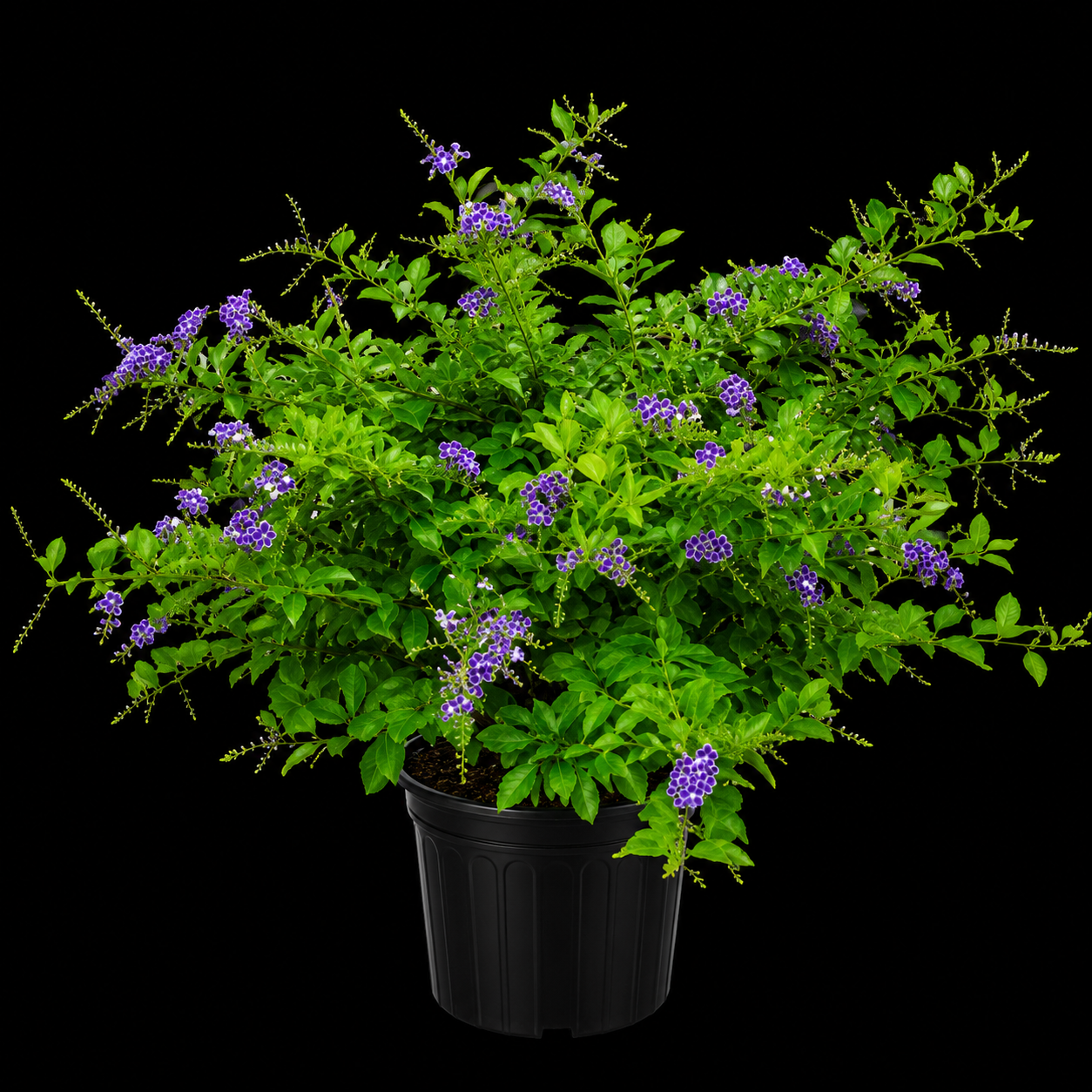 Duranta erecta 'Sapphire'
