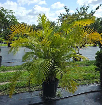 Areca Palm.png