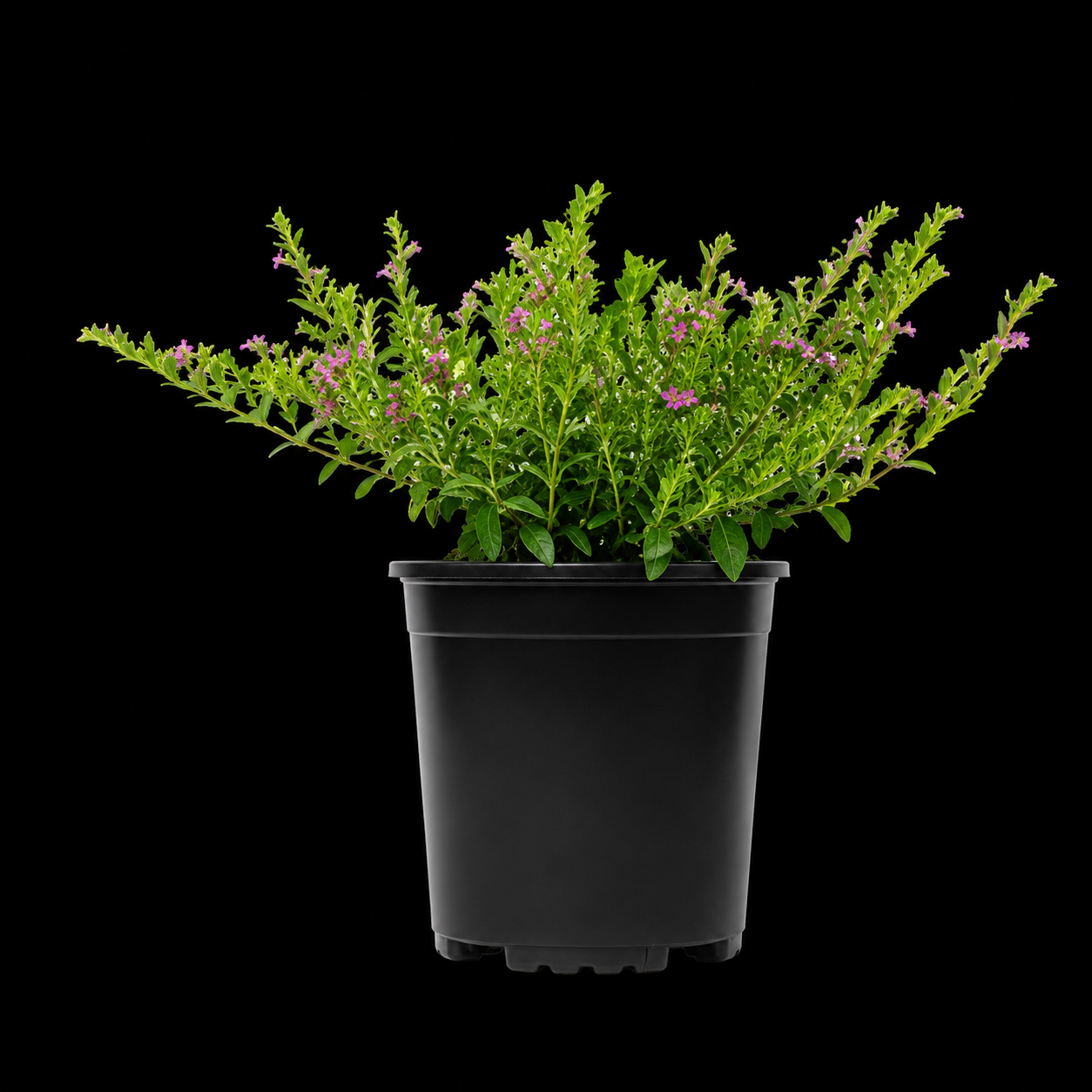 Cuphea Mexican Heather